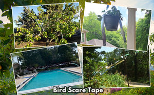 Cinta repelente <span class=keywords><strong>de</strong></span> pájaros <span class=keywords><strong>de</strong></span> 2,5 cm para Control <span class=keywords><strong>de</strong></span> aves <span class=keywords><strong>de</strong></span> plagas <span class=keywords><strong>de</strong></span> <span class=keywords><strong>frutas</strong></span> para jardín, cinta reflectante <span class=keywords><strong>de</strong></span> doble cara para asustar pájaros, Ideal para valla - Product Image 6