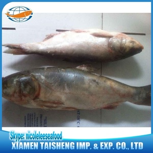 China Frozen Aziatische Verse Vis Karper Vis - Product Image 6