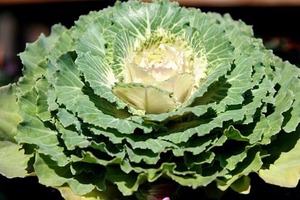 High Quality Superfood Dietary <strong>Supplement</strong> Kale Powder 1000 Mesh Food Grade Wall-Broken Powder Kale Powder for <strong>Weight</strong> <strong>Loss</strong> Drinks - Product Image 2