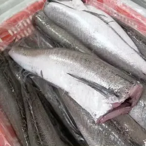 Cheap Price Good Quality Frozen Hake Fish HGT for Sale in Hake