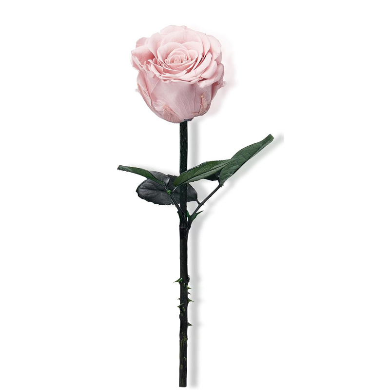 Carte rose