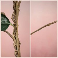 Fleurs artificielles en caoutchouc Bougainvillier pour la décoration d'événements en plein air, toucher réaliste, résistant aux UV, décoration de hall d'hôtel
