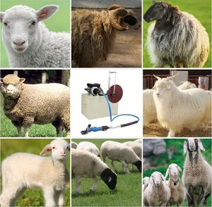 Máquina Eléctrica de Esquilar Ovejas de Alta Potencia, Cortadora de Pelo de Caballo, Máquina Afiladora con Cuchilla de Afeitar y Tubo de Eje Flexible - Product Image 5