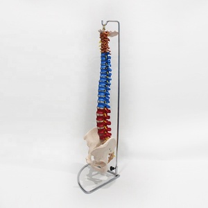 Modelo Didáctico de Columna Vertebral con Pelvis, Modelo de Tamaño Real del <span class=keywords><strong>Esqueleto</strong></span> Humano - Product Image 6