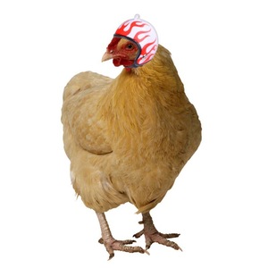 Casque pour poulet, accessoires pour animaux de compagnie, chapeau amusant pour poulet, motif graffiti, matériau PP, utilisation quatre saisons, accessoires pour petits animaux - Product Image 1