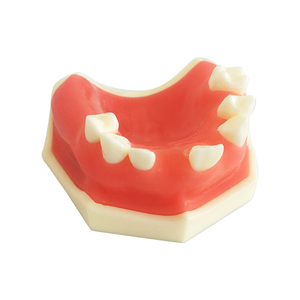 Mô Hình Đào Tạo Cấy Ghép Thực Hành Nha Khoa - Product Image 2