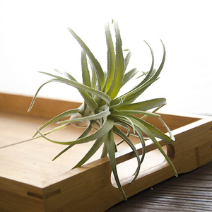 Yizhuoou — plantes artificielles à l'air, illandsie pour la décoration - Product Image 4