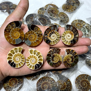 Pierre précieuse naturelle en vrac, forme mixte, cabochon, en ammonite fossile, pour la fabrication de bijoux, spirale marron unique, pierre polie - Product Image 3