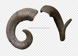 Cuerno de cabra auténtico para decoración Natural, producto de alta calidad y color natural, hecho a mano, Internacional - Product Image 6