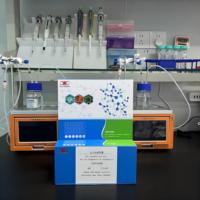 Kit de recherche ELISA pour la protéine précurseur d'amyloïde humaine soluble Alpha (sAPP-alpha)
