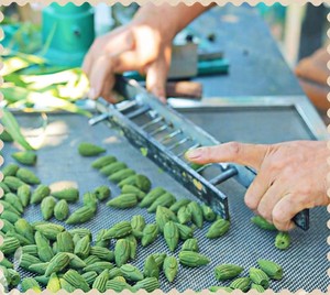 ธูปหอมอโรมาเธอราพีรูปกรวยทำมือจากใบยูคาลิปตัสออร์แกนิกที่เป็นมิตรต่อสิ่งแวดล้อม กลิ่นหอมธรรมชาติยาวนานสำหรับใช้ในบ้าน - Product Image 2