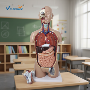 Modelo de Torso de Esqueleto de Anatomía Humana de 27 Partes, Doble Sexo, Tamaño Real con Espalda Abierta, Plástico/PVC para Escuelas y Hospitales por Vic Science - Product Image 2