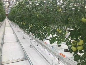 Serra agricola <span class=keywords><strong>pomodoro</strong></span> vivaio pianta supporto per la vita semi di irrigazione sacchetto di plastica in polietilene per piante - Product Image 6