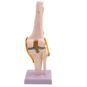 Modelo Anatómico Funcional de Rodilla Humana <span class=keywords><strong>con</strong></span> Ligamentos para Demostración en Enseñanza Médica - Product Image 4