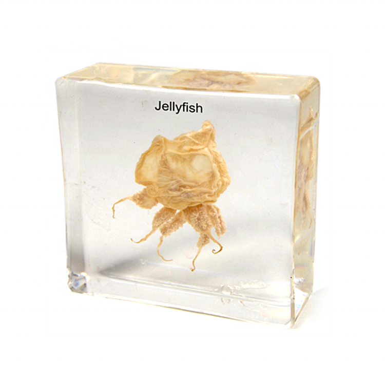 Полимерный блок, акриловый обучающий материал, медуза, образец Таксидермии, животное