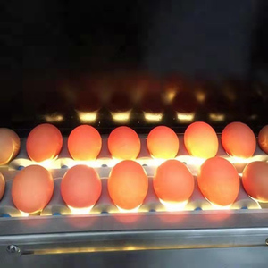 Haute qualité Philippines automatique petite échelle d'oeufs niveleuse canard poulet trier la <span class=keywords><strong>machine</strong></span> d'oeufs au poids - Product Image 5