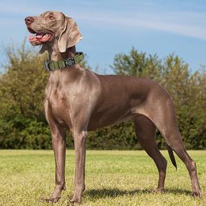 Adecuado para AirTag Tracker Tactical <span class=keywords><strong>Dog</strong></span> <span class=keywords><strong>Collar</strong></span> <span class=keywords><strong>Nylon</strong></span> Tamaño ajustable Antideslizante y antiimpacto <span class=keywords><strong>Collar</strong></span> para mascotas - Product Image 4