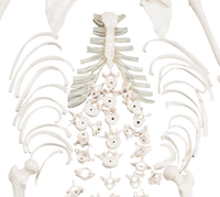 CBM-001H mitad humana desarticulado esqueleto modelo Artificial anatomía médica modelo de esqueleto