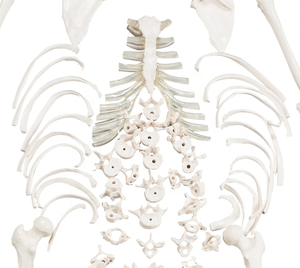 Esqueleto desarticulado <span class=keywords><strong>humano</strong></span> de CBM-001G, modelo de cuerpo completo, esqueleto médico anómico - Product Image 3