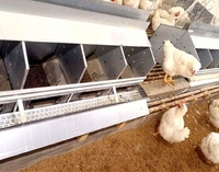 Couche d'élevage poulailler nid automatique pour poules pondeuses