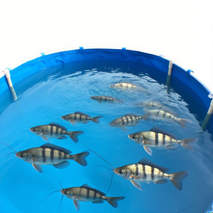 Conception professionnelle Aquarium Rond Pliant Fish Farm Réservoir PVC Pliable Cercle Fish Pond - Product Image 2