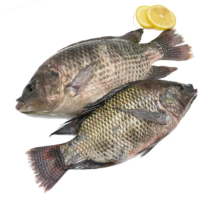 Pescado de tilapia fresca, precio al por mayor, 500-800g