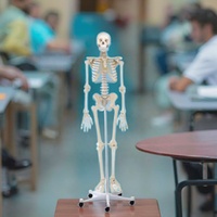 3D Taille Naturelle 176cm Squelette Modèle Corps Humain Entier Os Science Médicale Équipement Éducatif FRT001