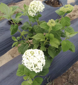 Tecido De Paisagem Tecido PE Estufa Agrícola Cobertura De Solo De Plástico Weed Mat - Product Image 4