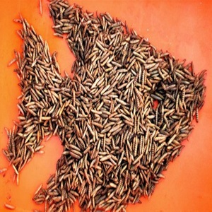 <span class=keywords><strong>Larvas</strong></span> <span class=keywords><strong>de</strong></span> Mosca Soldado Negra Secas, Insectos Secos en Venta - Product Image 4