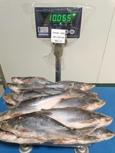 Vente en gros et exportation de <span class=keywords><strong>poisson</strong></span> basa entier congelé, <span class=keywords><strong>poisson</strong></span> <span class=keywords><strong>pangas</strong></span> congelé, <span class=keywords><strong>poisson</strong></span> pangasius congelé de Malaisie - Product Image 2