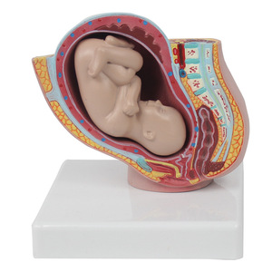 Modèle miniature de bassin féminin avec fœtus à terme : bassin féminin avec fœtus à terme - Explication pédagogique pour l'obstétrique et la gynécologie - Product Image 4