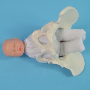 Modelo de Pelvis para Demostración de Parto con Feto/Cordón Umbilical/Placenta, Modelo de Pelvis para Enseñanza Obstétrica para <span class=keywords><strong>Centros</strong></span> de Salud. - Product Image 5