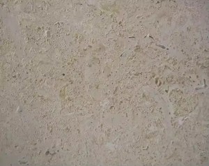 Agujeros <span class=keywords><strong>de</strong></span> piedra <span class=keywords><strong>de</strong></span> Coralstone natural sin relleno blanco crema Coral travertino <span class=keywords><strong>Coralina</strong></span> piedra losas azulejos Panel <span class=keywords><strong>de</strong></span> pared - Product Image 2