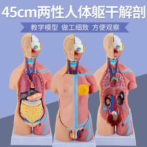 Modèle de torse de 45 cm pour l'anatomie des organes internes humains, anatomie du torse masculin et féminin, structures des organes thoraciques et abdominaux - Product Image 2