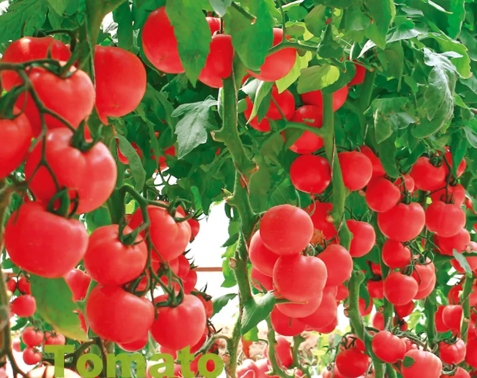 Розовый цвет неопределенный Htv1 томатные семена высокой урожайности томатного семени 280 г