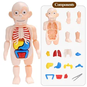 Newest 3D Model Diy Assemble Human Organ Toys Education Game For Children And School