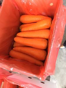 Offre Spéciale vietnam meilleure nouvelle carotte fraîche/carotte soupe carotte en 2023 de haute qualité - Product Image 5