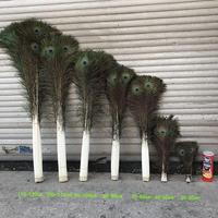 Plumes de paon brutes décoratives indiennes Soraj Enterprises pour bricolage, accessoires de costume, mariage, fête, décoration intérieure