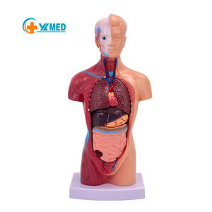 Учебное оборудование, Обучающие инструменты, мини-модель человеческого анатомического туловища, 28 см, модель туловища со съемными органами - Product Image 1