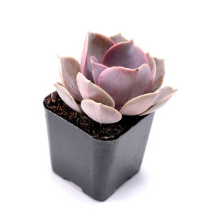 Plantas suculentas Rosette en maceta, surtido de Echeveria, plantas suculentas vivas en macetas de 2 pulgadas para decoración del hogar - Product Image 2