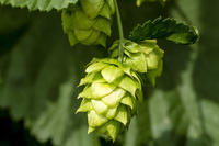 Humulus Lupulus Extract Flavonen Groothandel Bulk Hop Extract Flavonoïden Poeder 4%