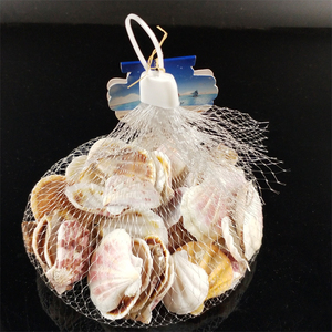 Conchas Marinas Exóticas Grandes al por Mayor, Conchas de Caracol Marinas Naturales para Decoración en <span class=keywords><strong>Venta</strong></span> - Product Image 5