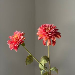 Fleur artificielle en soie Dahlia à 2 têtes, 60 cm, toucher réel, bords brûlés, pour décoration de mariage et de maison - Product Image 3