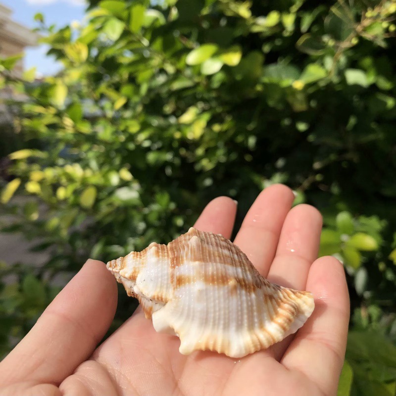 25 | Size 3-5cm | Open Size 1.5-2.5cm