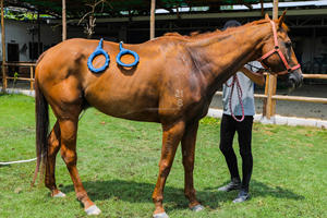Mirip dengan pemf Magnawave Pemf mesin terapi gelombang magnetik elektro untuk kuda pemf mesin terapi pengurang nyeri Loop - Product Image 3