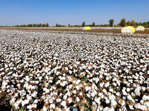 Máquina de Limpieza y Separación de Semillas de Algodón JINFUDA, 220V/12V 500W, Portátil - Product Image 6