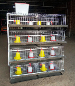 Cage de poulet pour bébé de type H de 45 jours/couveuse/cages de poussins de couche d'un <span class=keywords><strong>jour</strong></span> <span class=keywords><strong>à</strong></span> <span class=keywords><strong>vendre</strong></span> au Zimbabwe - Product Image 6