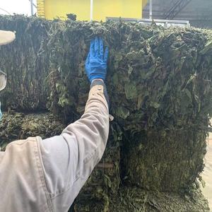 Порошок экстракта листьев тутового дерева от производителя/экстракт листьев тутового дерева с 1%/5% DNJ - Product Image 6