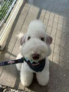 Beste Haustierzubehör Hundeleine oder Halsband für Kleine, Mittlere und Große Rassen Welpen Niedlich Robust für Spazieren, Laufen und <span class=keywords><strong>Training</strong></span> - Product Image 5