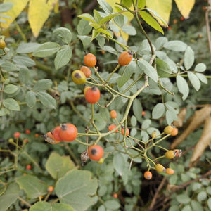 Fruits de Rosa Multiflora Sauvage Naturelle <span class=keywords><strong>Ying</strong></span> Shi <span class=keywords><strong>Zi</strong></span> pour Matériel Herbal - Product Image 4
